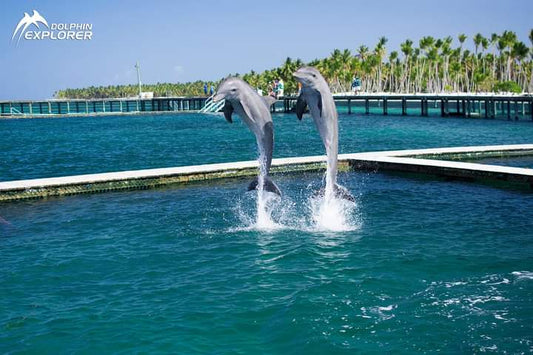 DOLPHINS