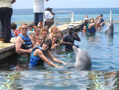 DOLPHINS