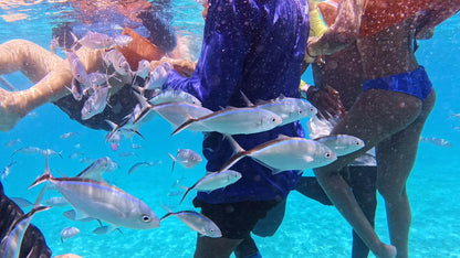 TOUR ISLA CATALINA