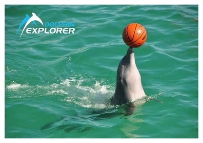 DOLPHINS