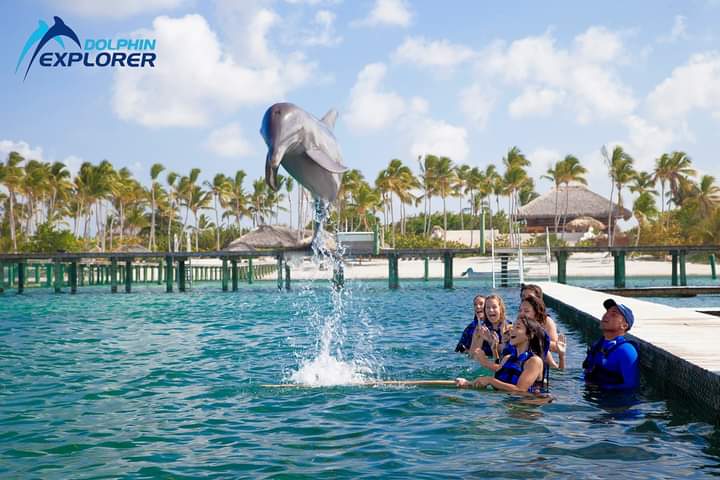 DOLPHINS